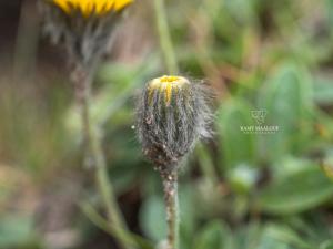 Pilosella alpicola (Steud. & Hochst.) F.W.Schultz & Sch.Bip. ?<br/>Munții Bucegi, platoul alpin, 22 Jul 2020 © Ramy Maalouf - all rights reserved